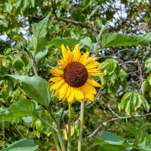 Bright sunflower flower with a bee against a background of slightly blurred greens of bushes and trees on a warm sunny day of early autumn