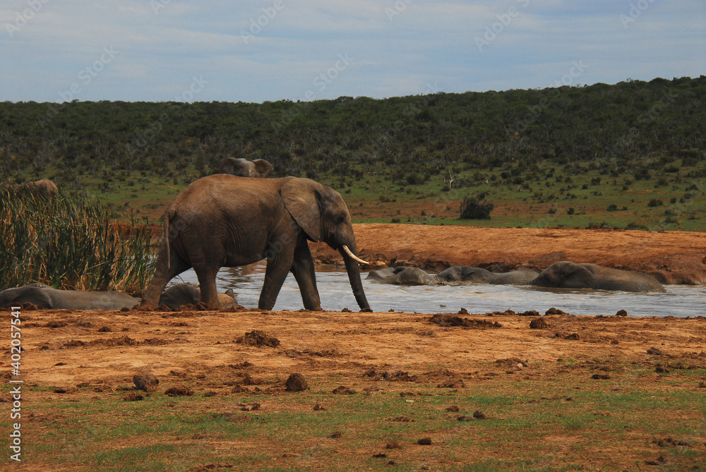 Fototapeta premium Africa- A Herd of Elephants Playing and Bathing in a Watering Hole