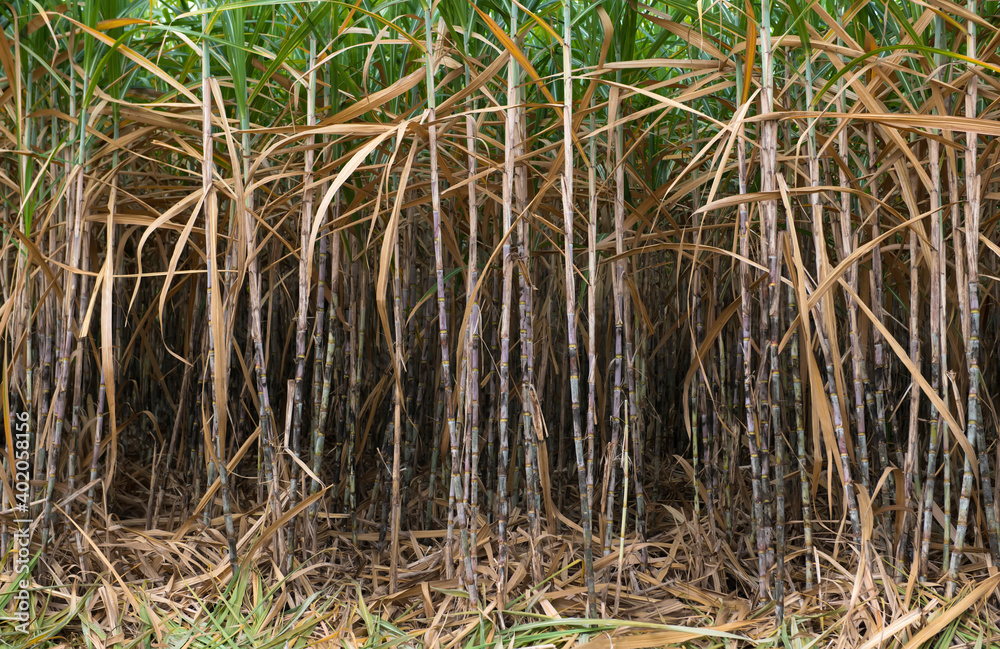 Obraz premium Sugar cane in the fields ready for harvest and send to the sugar factory