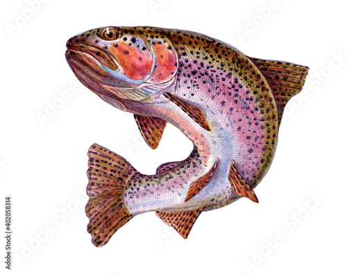 Rainbow trout. Fish collection. Healthy lifestyle, delicious food, ichthyology scientific drawings. Hand-drawn watercolor images.
