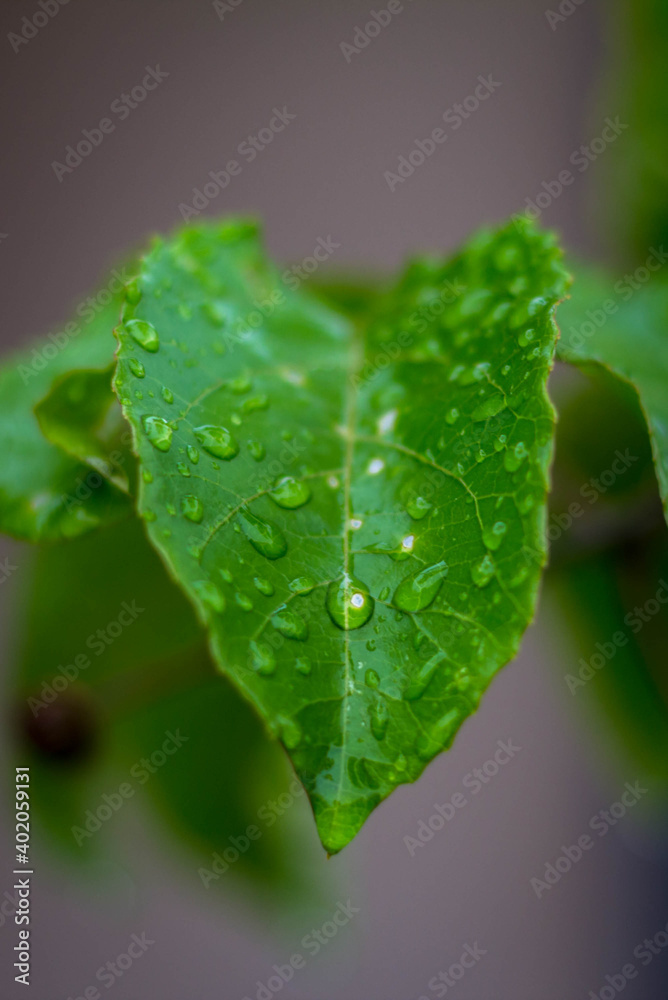 Fototapeta premium raindrop on leaf of plants
