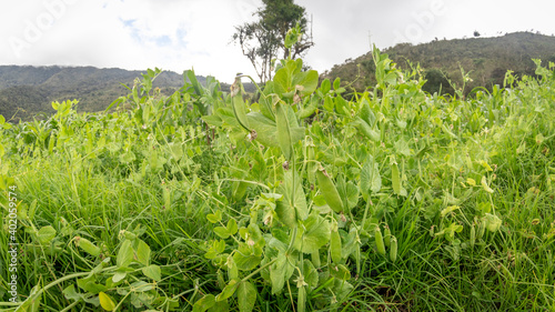 Pea crop ready to be harvested in Barragán Valle del Cauca Colombia.
