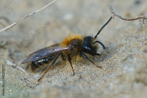 Close up of the male of the red tawny mining bee , Andrena fulva. They can be recognized by their foxy red haris, white moustache and the thorn on the hook of the cheeks.