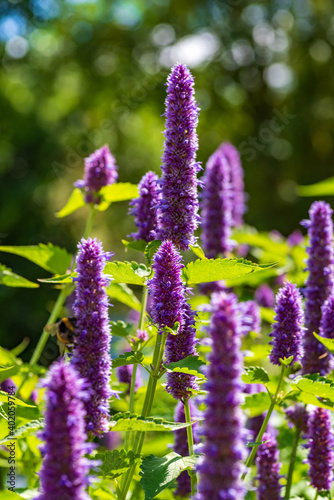 Inflorescences of the herbal plant Anis-ysop in sunlight, shallow depth of field, selective focus