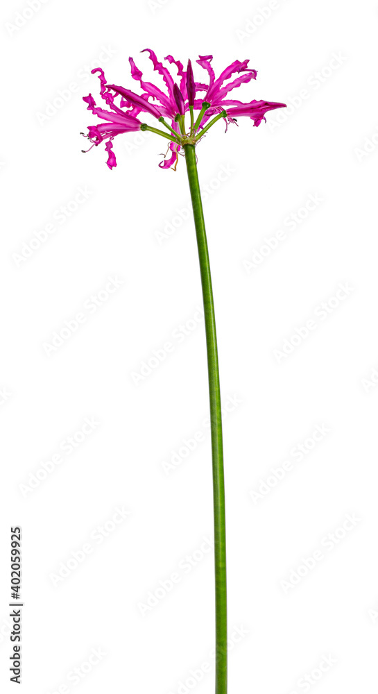 Fototapeta premium View of the beautiful pink composed Nerine flower or Guernsey lily, isolated on a white background.