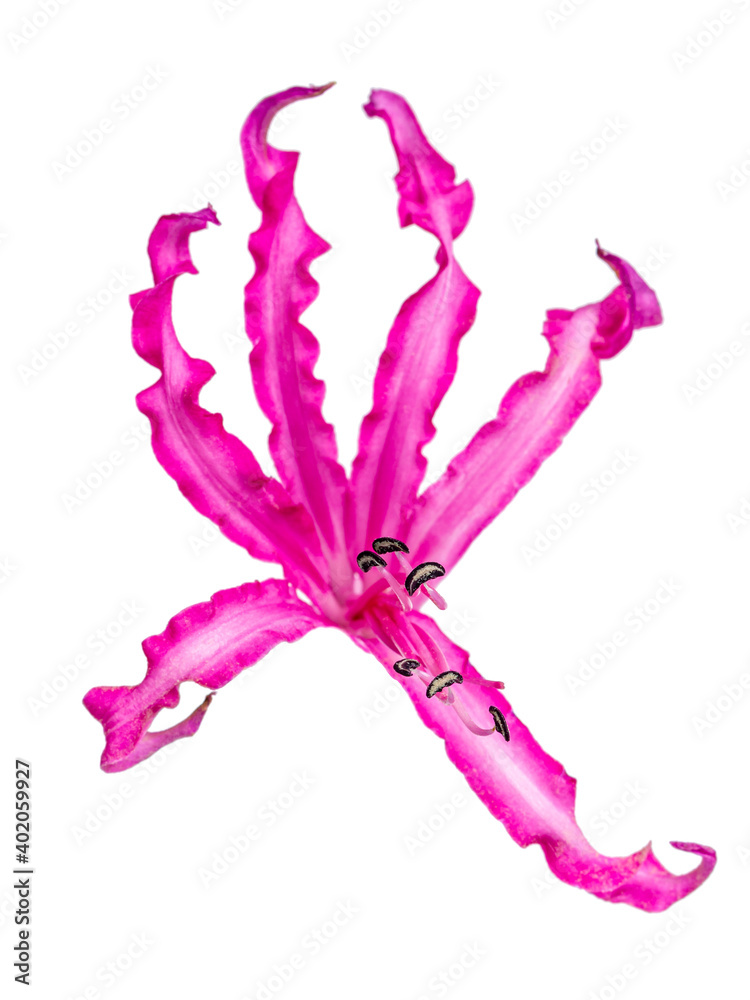Top macro view of the black pedicels of a single beautiful Nerine flower or Guernsey lily, isolated on a white background.