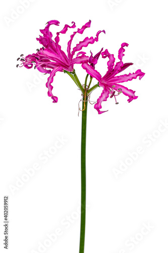 Detailed view of a pink composed pedicels Nerine flower or Guernsey lily, isolated on a white background. photo