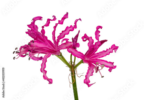 Detailed view of a pink composed beautiful Nerine flower or Guernsey lily  isolated on a white background.