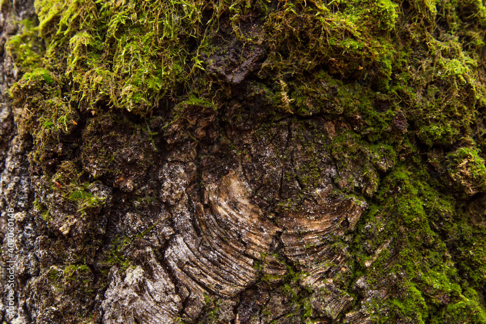 Old cracked tree bark with green moss and lichen close up. Abstract nature background texture
Old cracked tree bark with green moss and lichen close up. Abstract nature background texture