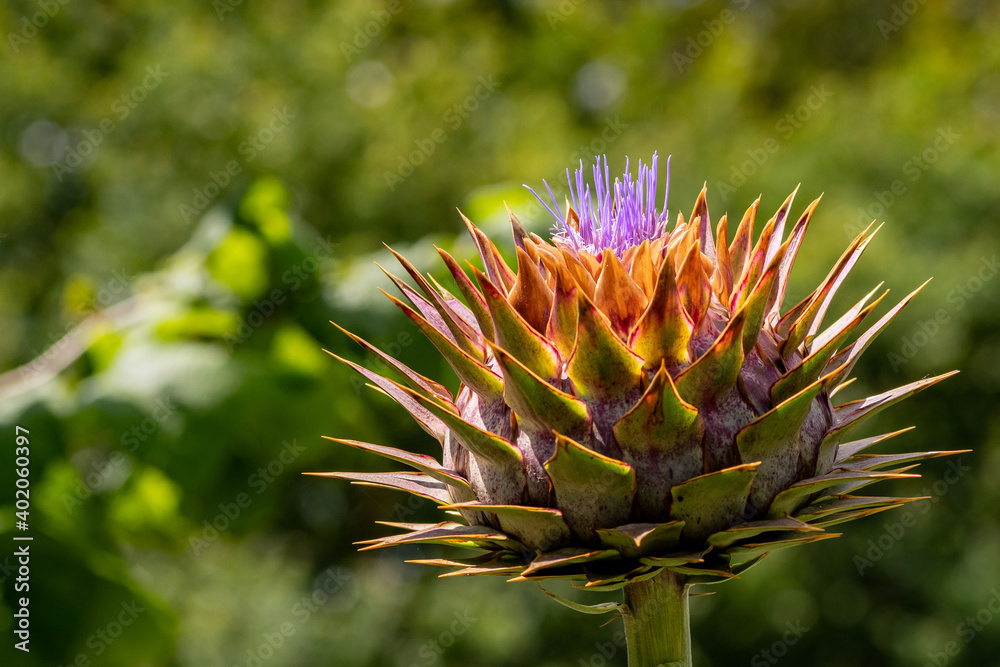 Fototapeta premium Flowering artichoke isolated from blurred green bushes in the background