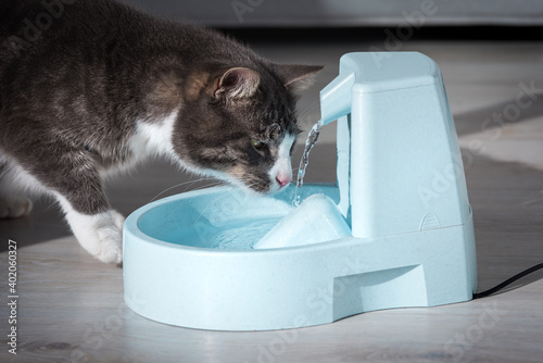 Canvas Print Domestic cat drinks water from water dispenser