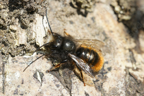When males from the European orchard bee, Osmia cornuta,  age they tend to loose most if not all of their hairs ... this is a medium worn adult animal. photo