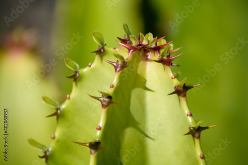 Kaktus mit Stacheln