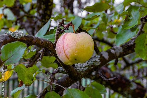 A ripe apple, with drops of dew on a branch of an old, mossy apple tree, on a slightly blurred background of leaves