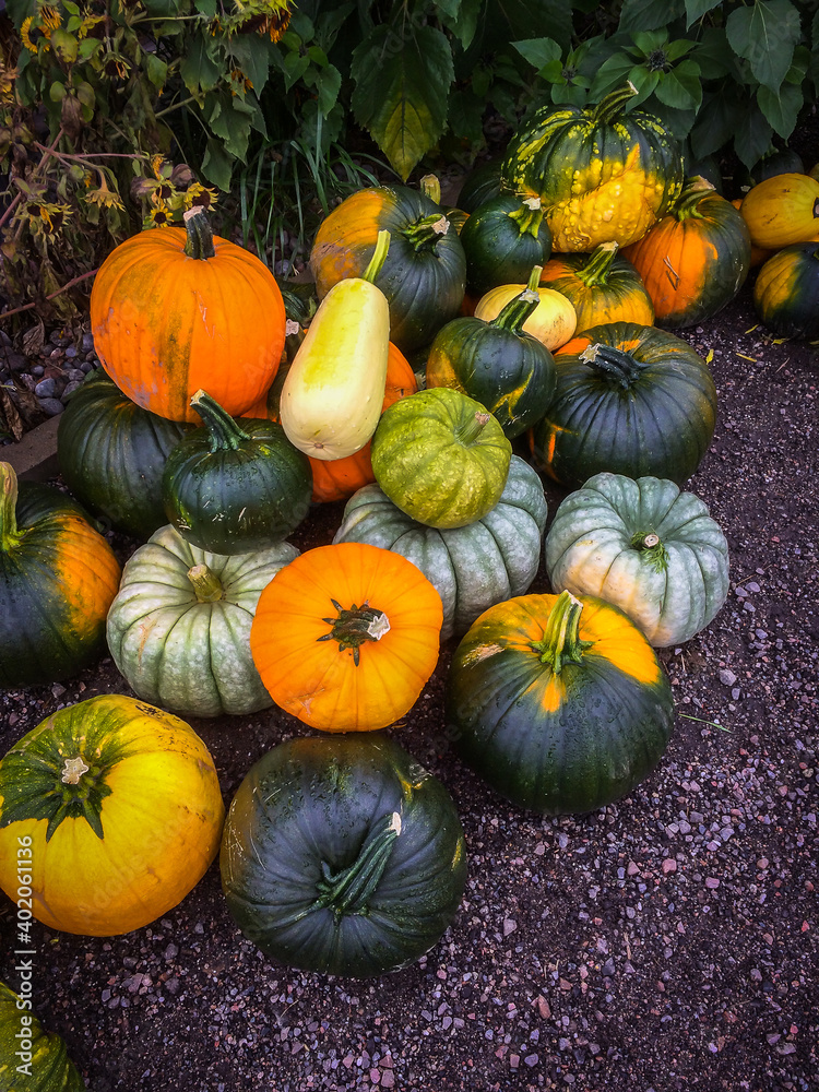 Stack of different colourful squash, gourds, and pumpkins