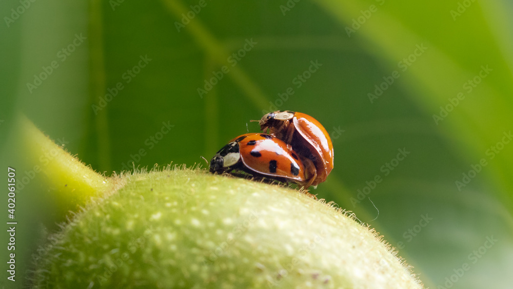 two red dotted lady bugs on a green walnut - macro - close up
two red dotted lady bugs on a green walnut - macro - close up