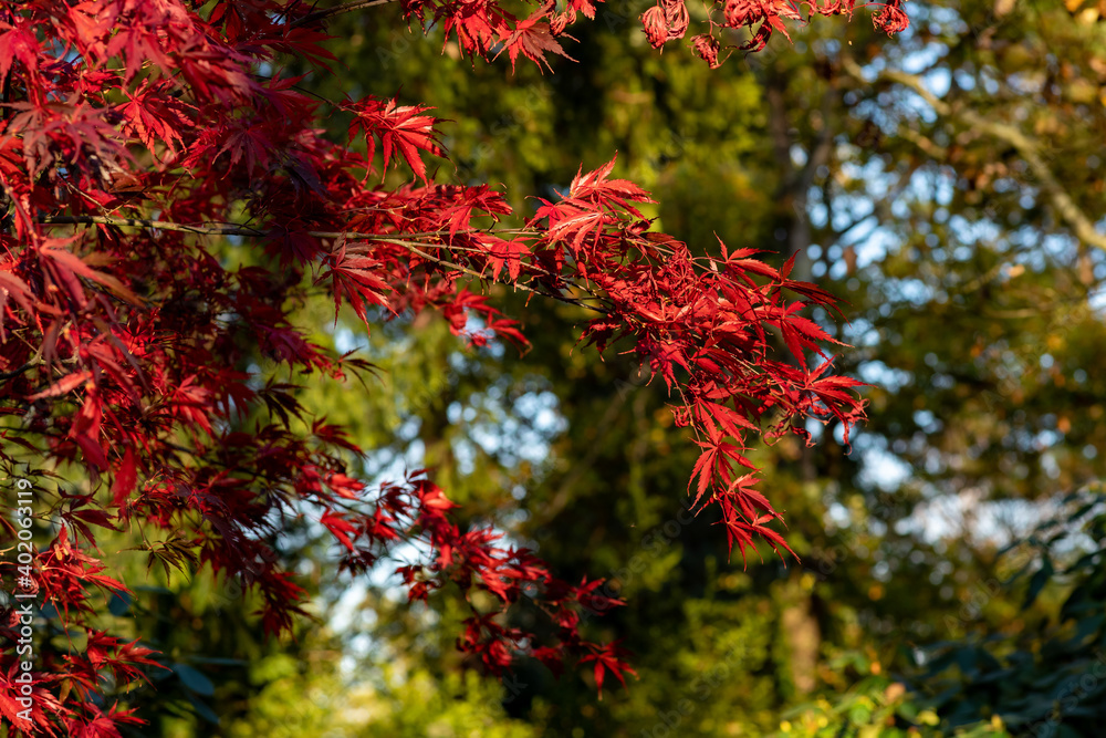 Red maple leaves against a green forest background in autumn Red maple leaves against a green forest background in autumn