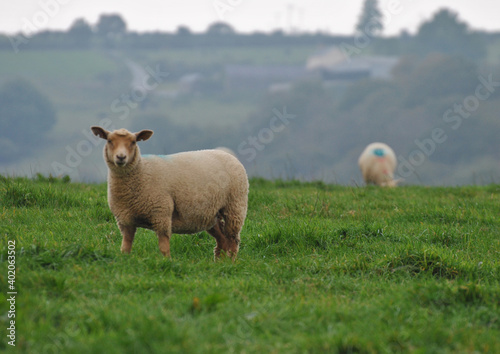 Stock Lamb