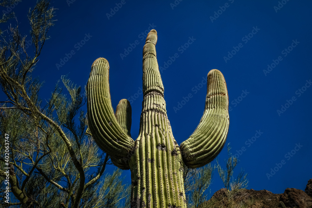 Saguaro Cactus from Saguaro national Park near Tucson AZ