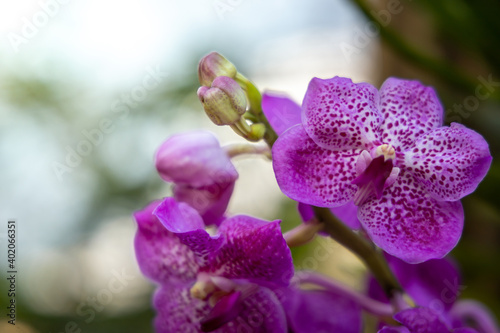Fototapeta Naklejka Na Ścianę i Meble -  Beautiful blooming orchids in forest