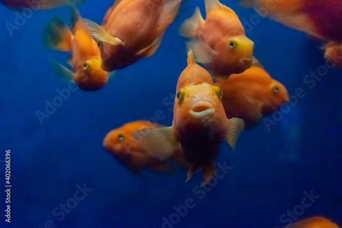 Orange fishes