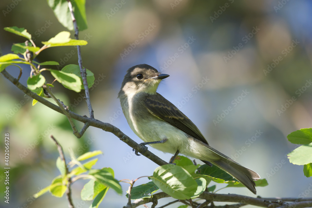 Obraz premium An Eastern Phoebe bird perched on a branch in summer