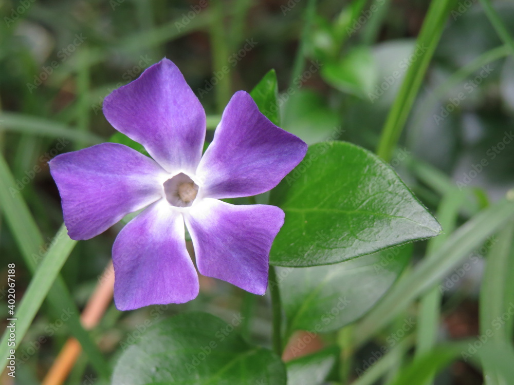 Flor