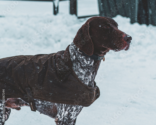 dog in snow