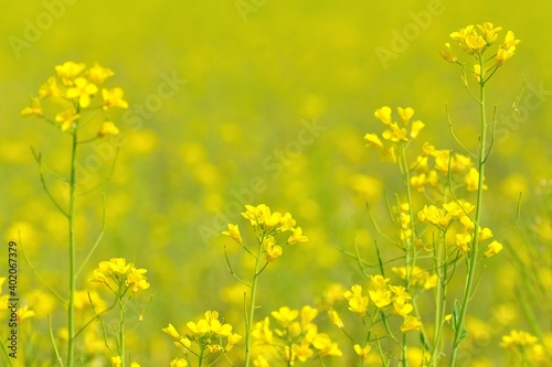 Canola blossom in spring
