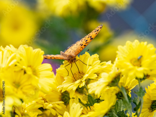 A selective focus shot of a tropical fritillary, argynnis hyperbius on yellow flowers photo