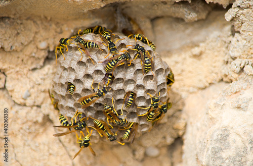 A closeup of bees on a large paper wasp nest under the sunlight in Malta photo