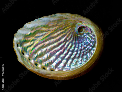 Inside of shell of abalone, showing the iridescence of the mother of pearl.