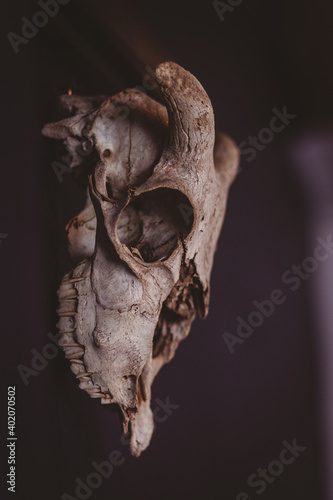 farm animal skull