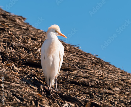 
pájaro garza bueyera, de color blanco subido a un techo de paja photo