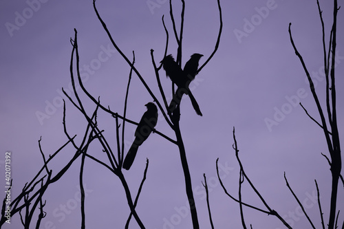 Birds silhouette