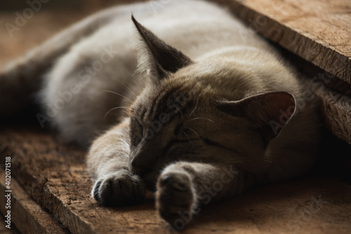 Sleeping cat