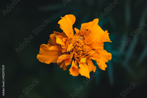 yellow flower on a dark background
