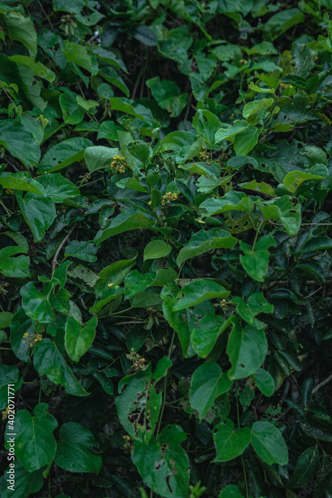 green leaves background green leaves background