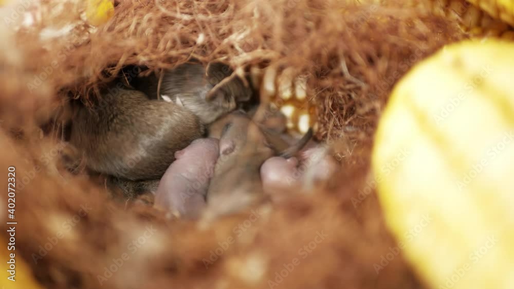 Mouse nest with mouse cubs. Maize pests. Invasion of mice. nest in the corn cob