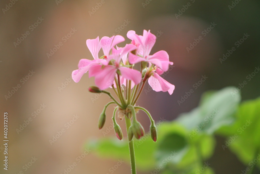 Fototapeta premium Flor