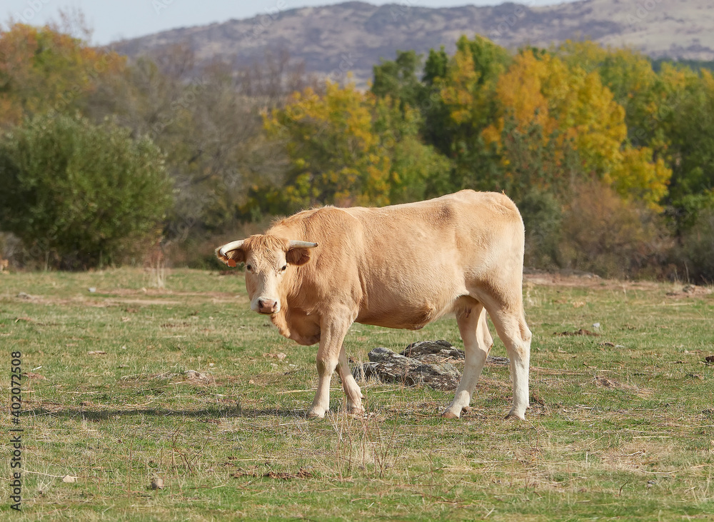 Vaca marron pastando en los campos amarillos y verdosos de Castilla y Leon Vaca marron pastando en los campos amarillos y verdosos de Castilla y Leon