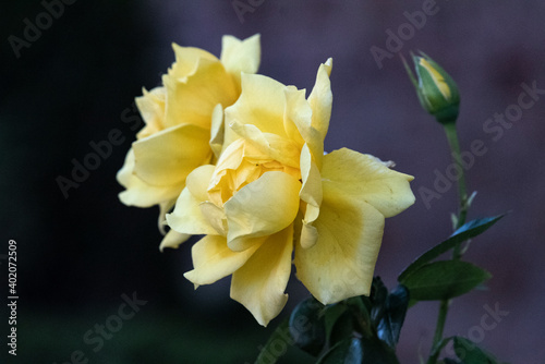 Isolated yellow garden rose macro