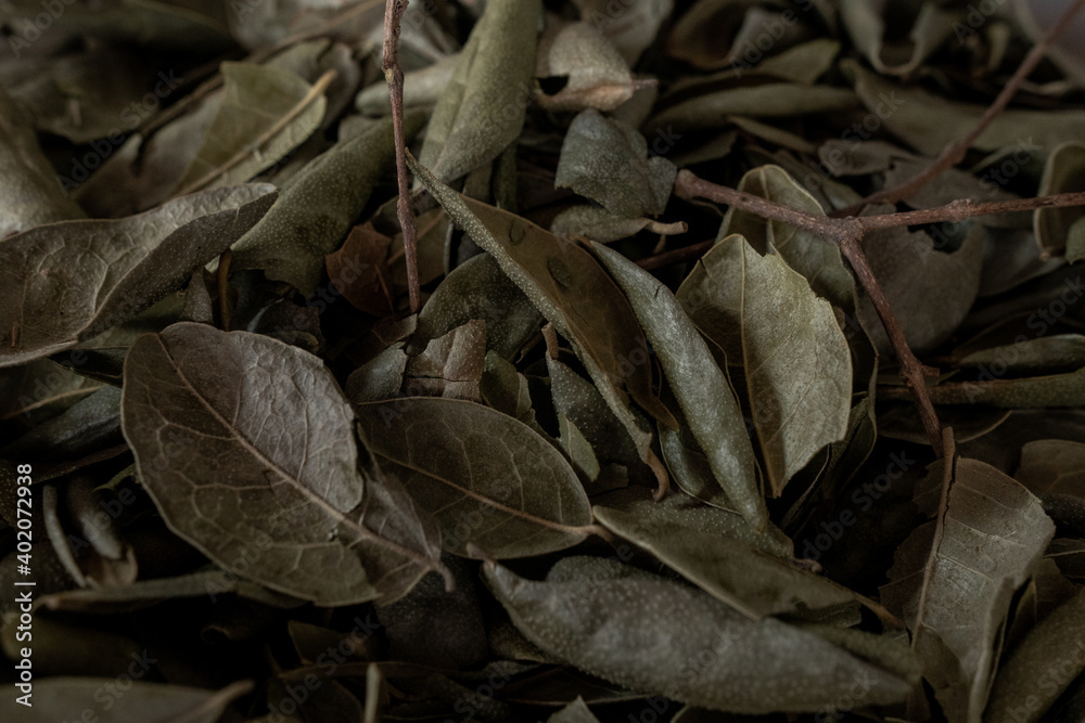 Textura de diversas plantas y hierbas secas Textura de diversas plantas y hierbas secas