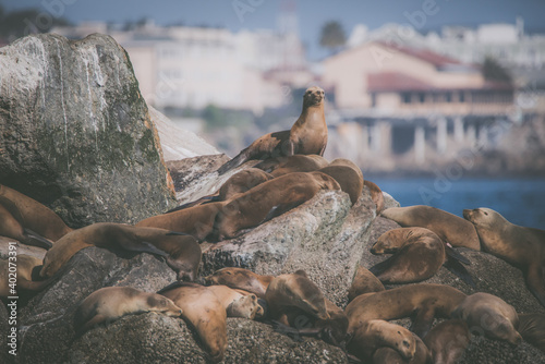 Photography California Sea Lion.
