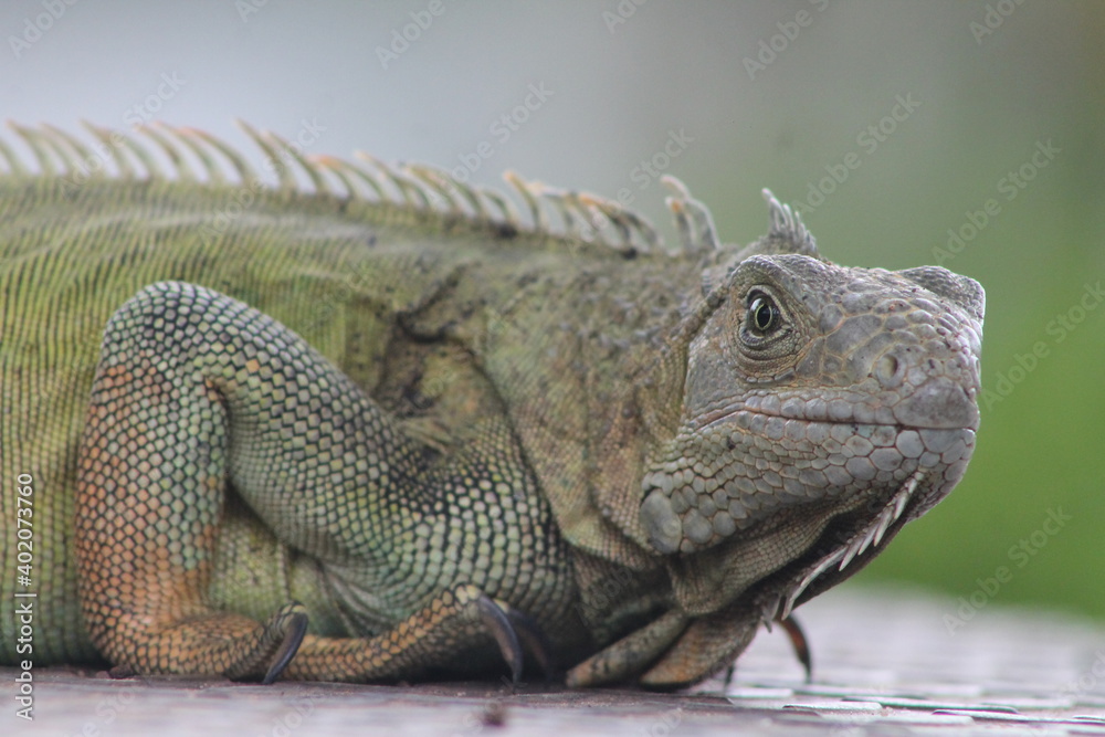 Obraz premium Iguana