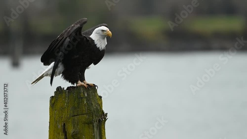 Bald Eagle (Haliaeetus leucocephalus) sitting on a tree and having some rest before the next hunting for salmon in Fraser Valley, British Columbia, Canada