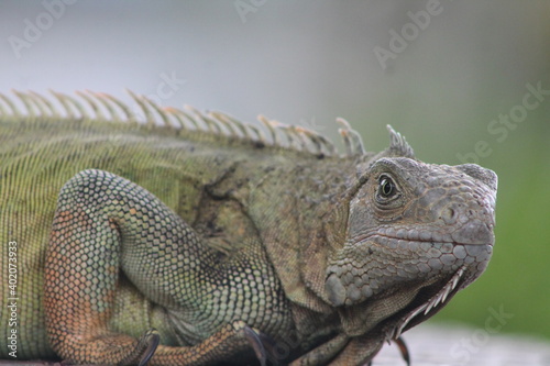 Iguana