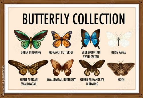 Set of butterfly collection