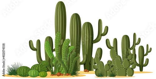 Different shapes of cactus in a group