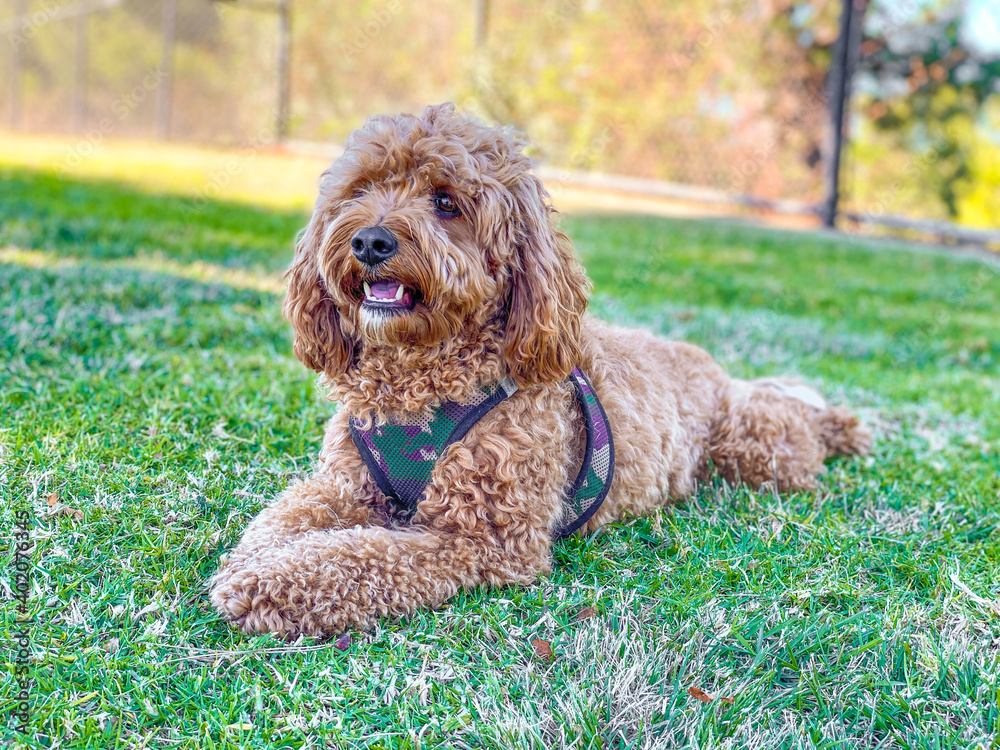 Cavapoo dog in the park, mixed -breed of Cavalier King Charles Spaniel and  Poodle. Photos | Adobe Stock